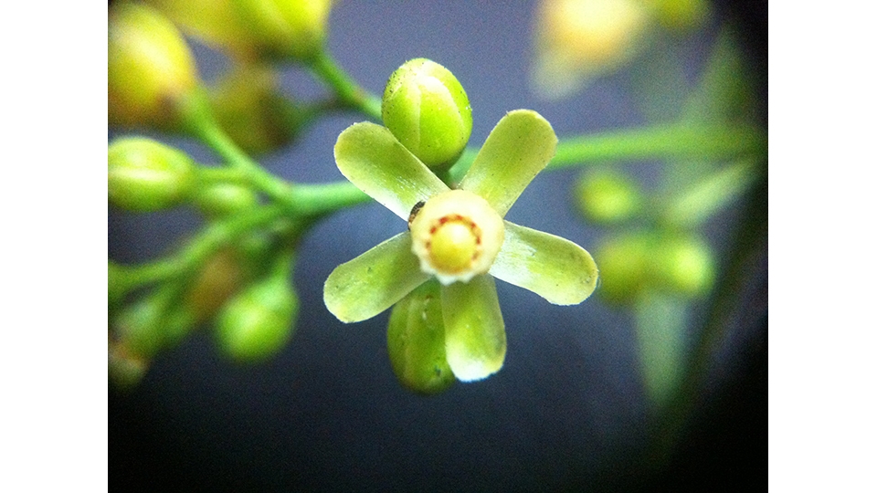 經過兩期積極植林，鳳凰山已經開出美麗的花朵（照片為大葉桃花心木的花朵，照片來源：王瑞閔）。